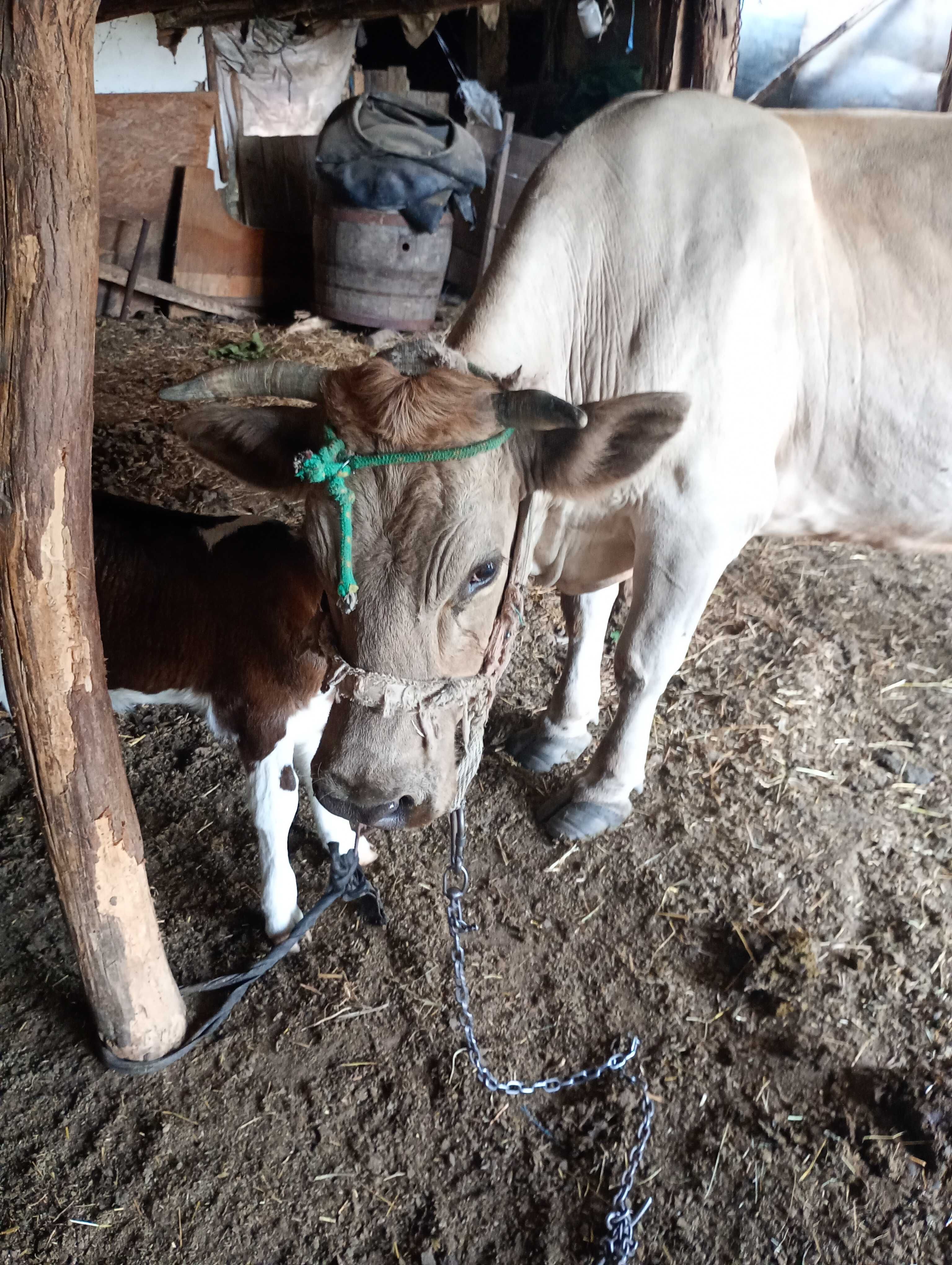 Vând vaca cu vițel