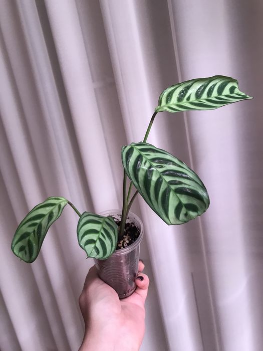 Ктенанта Бурле Маркса