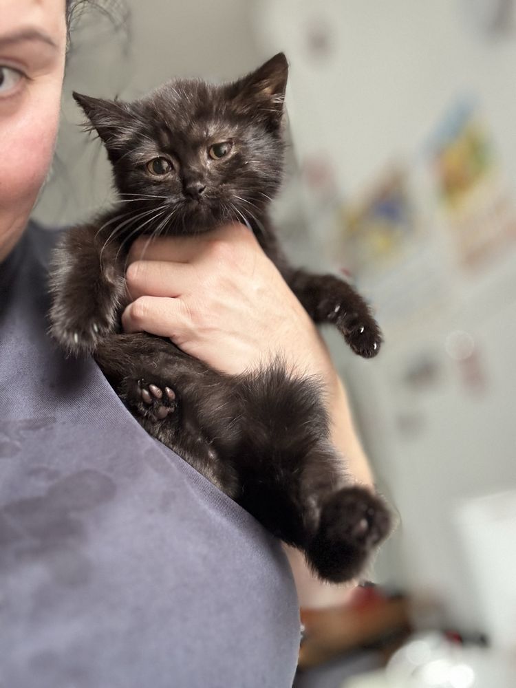Милые котята ищут дом