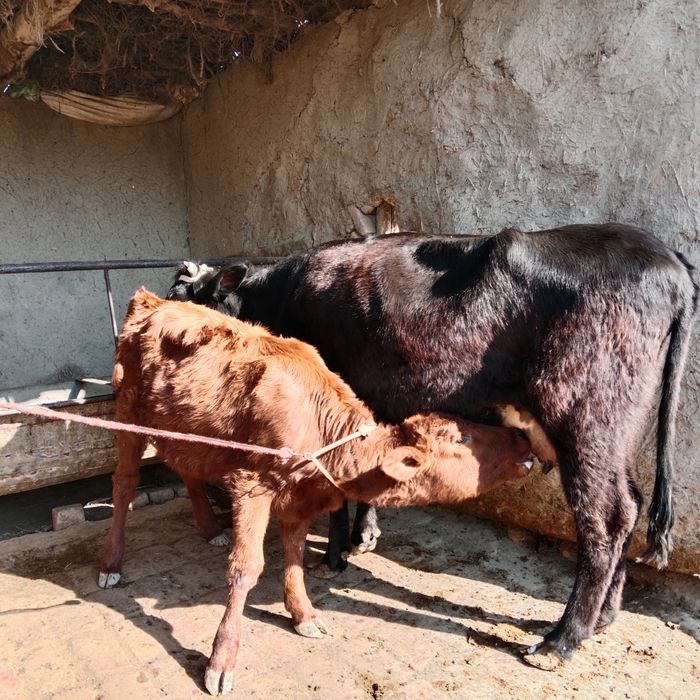 Ona bola sotiladi yeb ichishi zoʻr ichi bugʻoz 3oylik