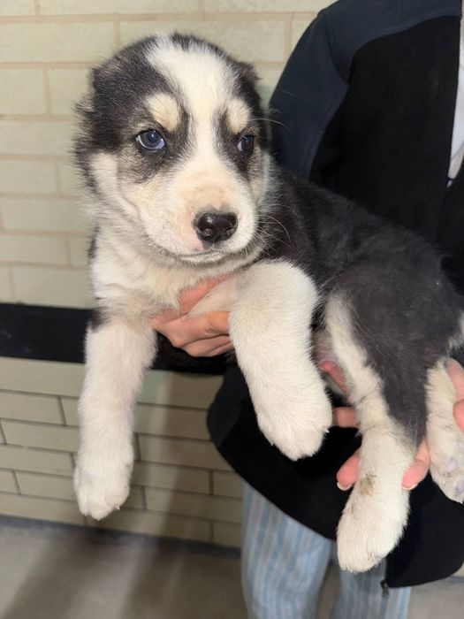 Продаётся щенок алабая