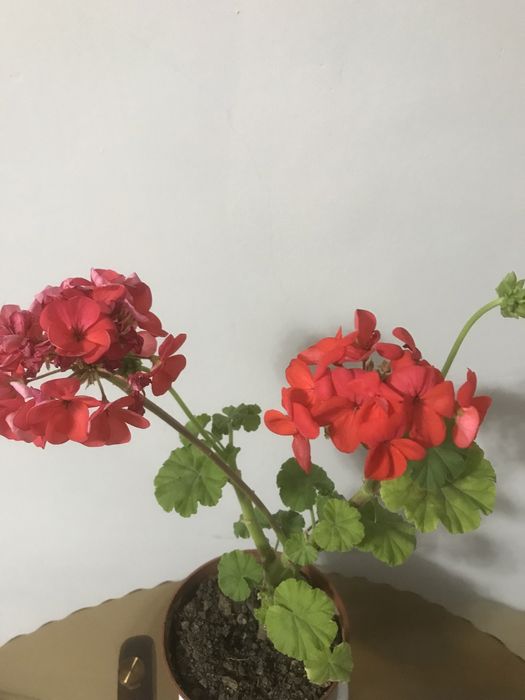 Продам пиларгонии