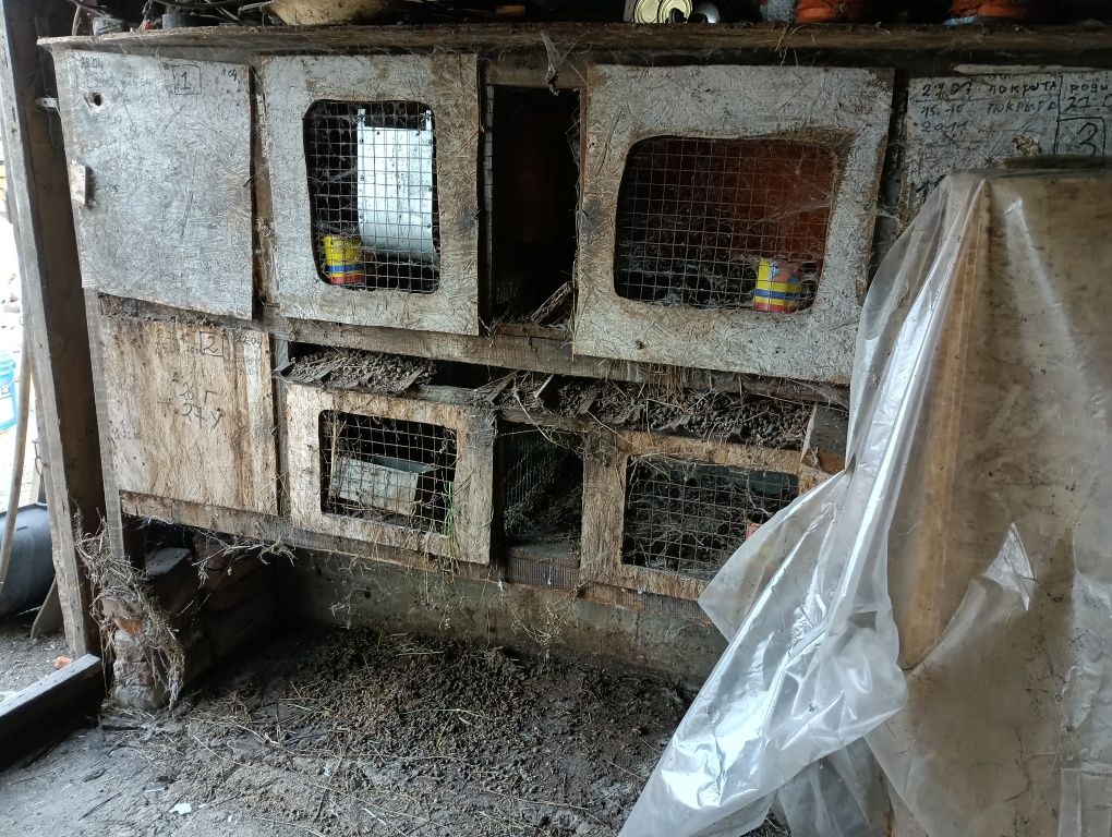 Продам кролячие кледки