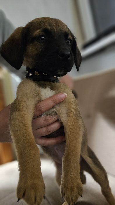 Подаряват се кученца безплатно