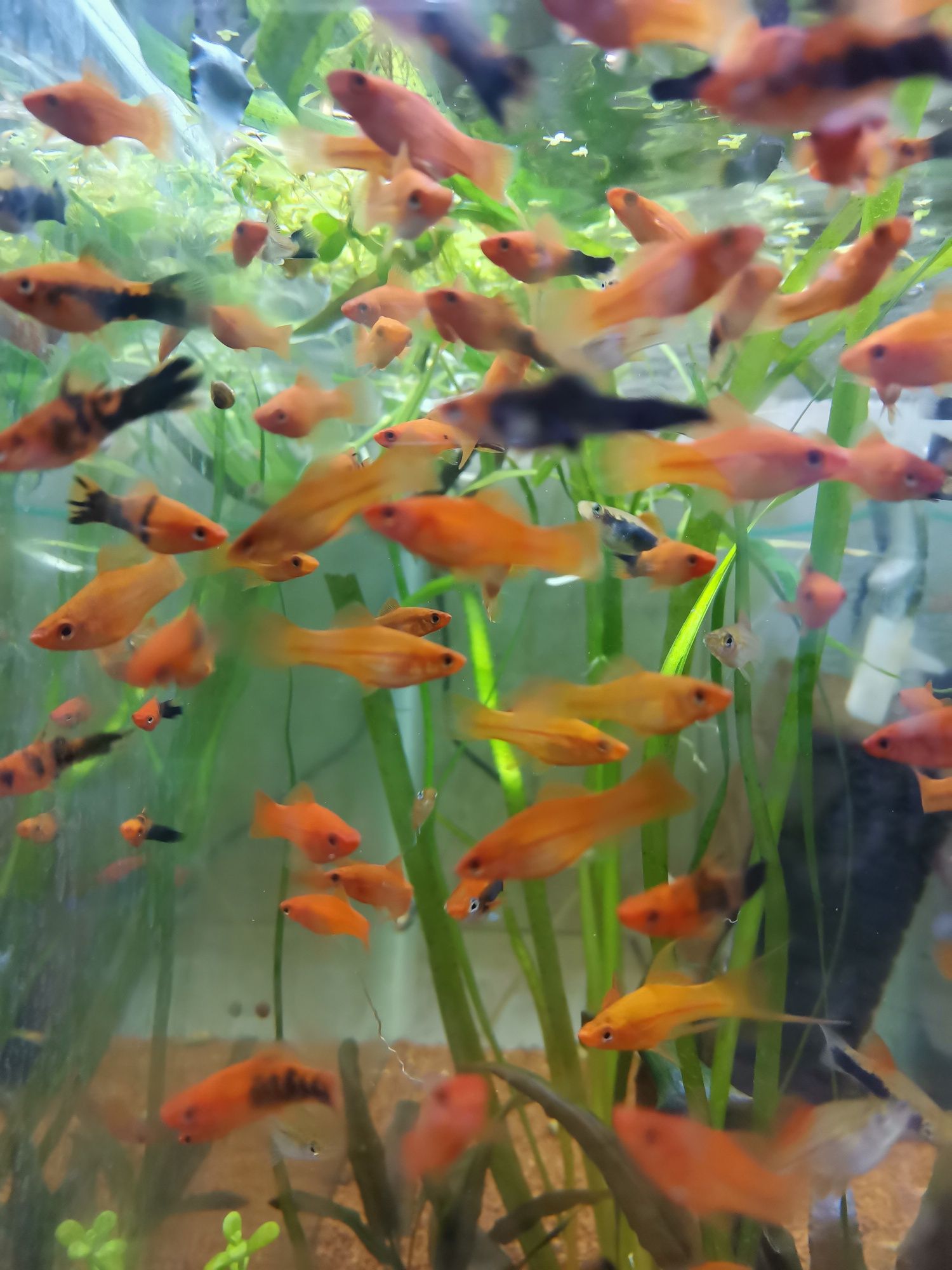 Platy/xipho acvarii