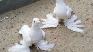 Porumbei jucator de uzbekistan