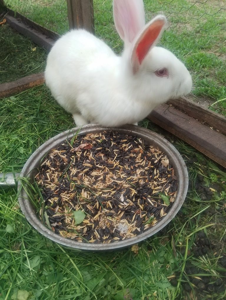 Vând iepurași de 2 luni.