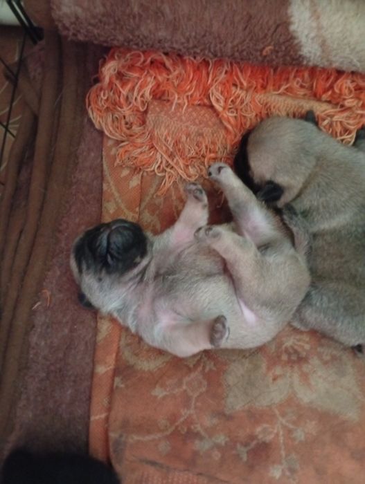 Продажа мопсиков