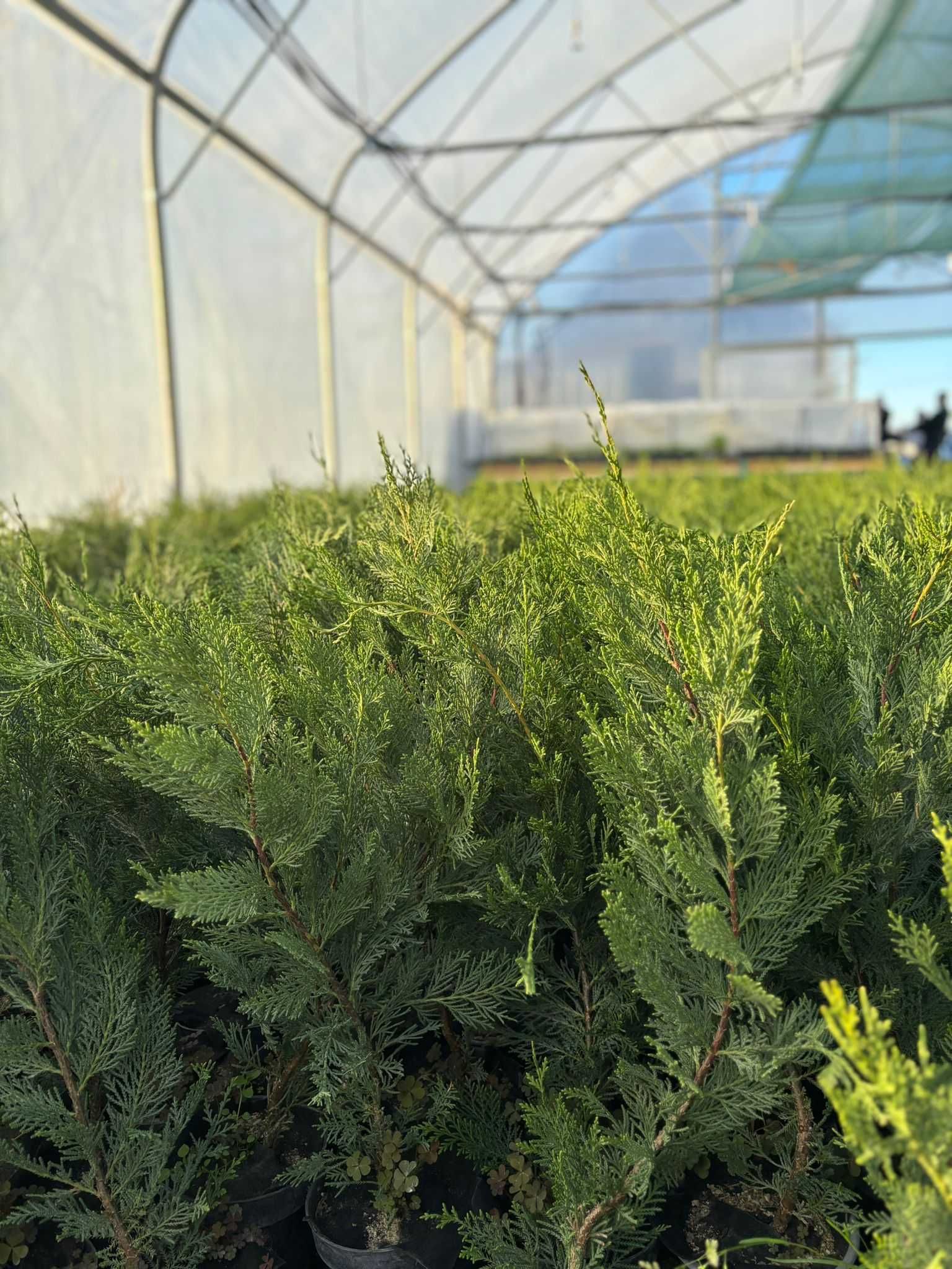 Producator Leylandii in jud. Timis