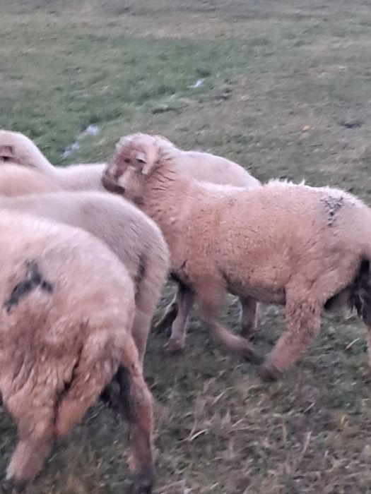 3 berbecuți de vânzare