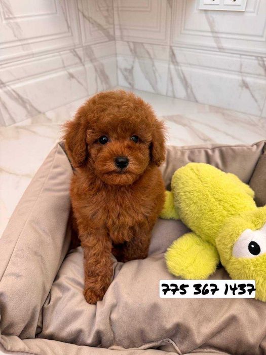 любитель Той пудель обьятий