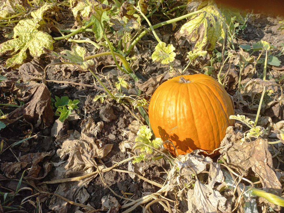 Vând dovleci Hallowen