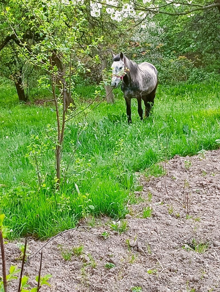 Vând cal bun la orice