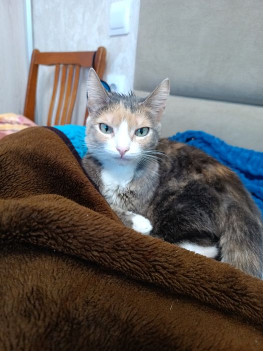 Отдам кошку в добрые руки