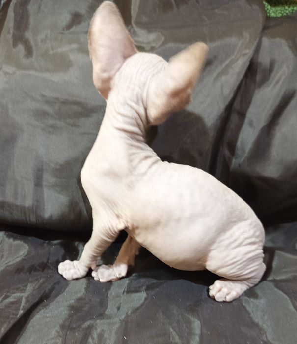 Канадский сфинкс 40 дней