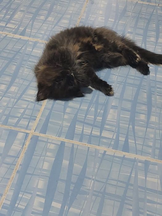 Потерялась кошка 4 месяца