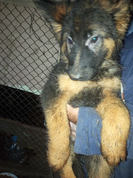 Продавам Немски овчарки