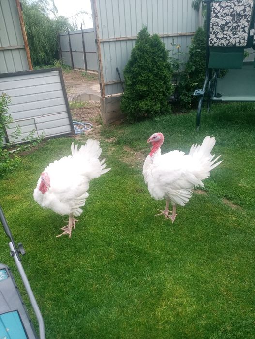 Vând curcani tineri albi