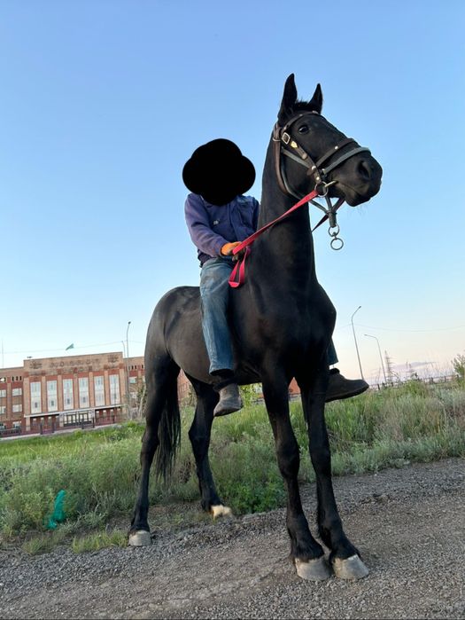 Продам Фризская кобылка 3 года!