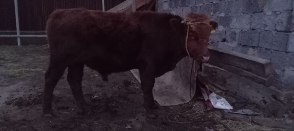 Продается бычок потсос