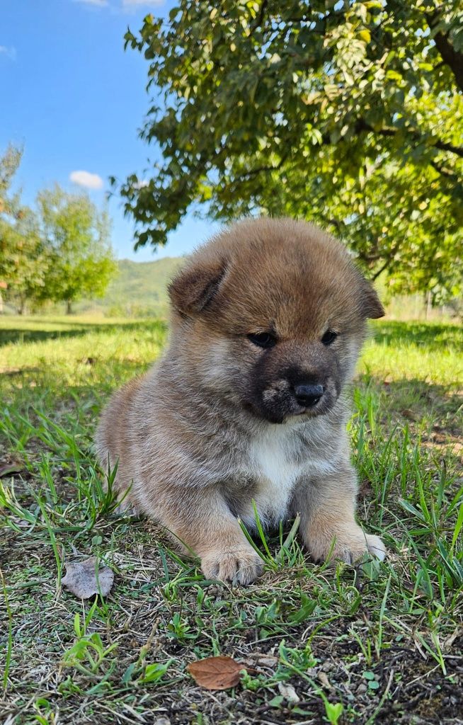 Fetita Shiba cu pedigree