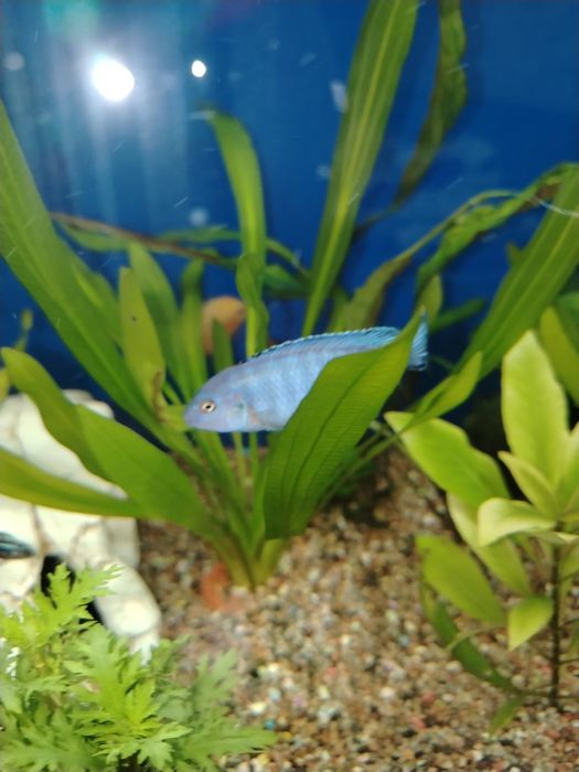 Псефдотрофеус пиндани