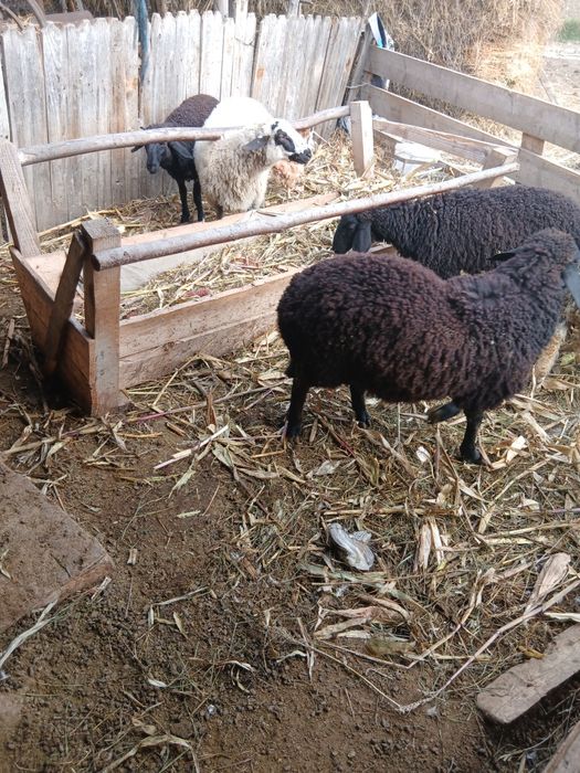 Vând 5 cârlani, pt mai multe detalii ne auzim la tlf.