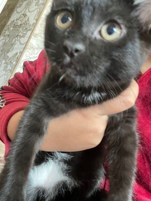 Котёнок в хорошие руки