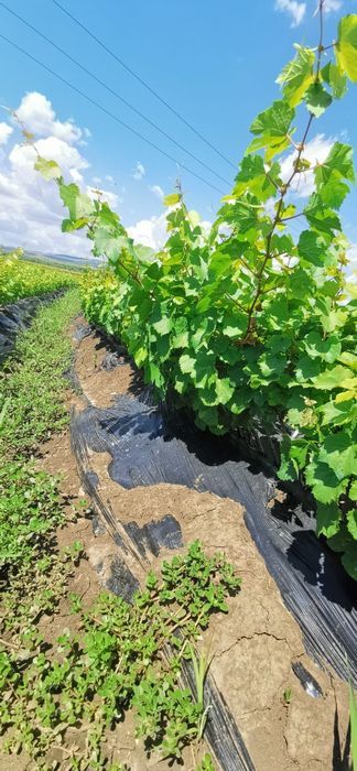 Vita de Vie altoi/producatoare