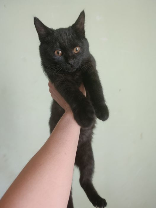 Отдам кота  1.5месяца