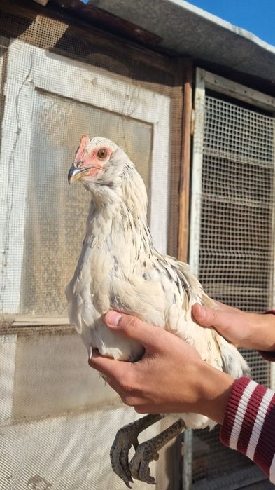 Zotli tovuq sotiladi