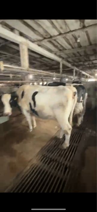 Продам Коров дойные  породы черно-пестрые