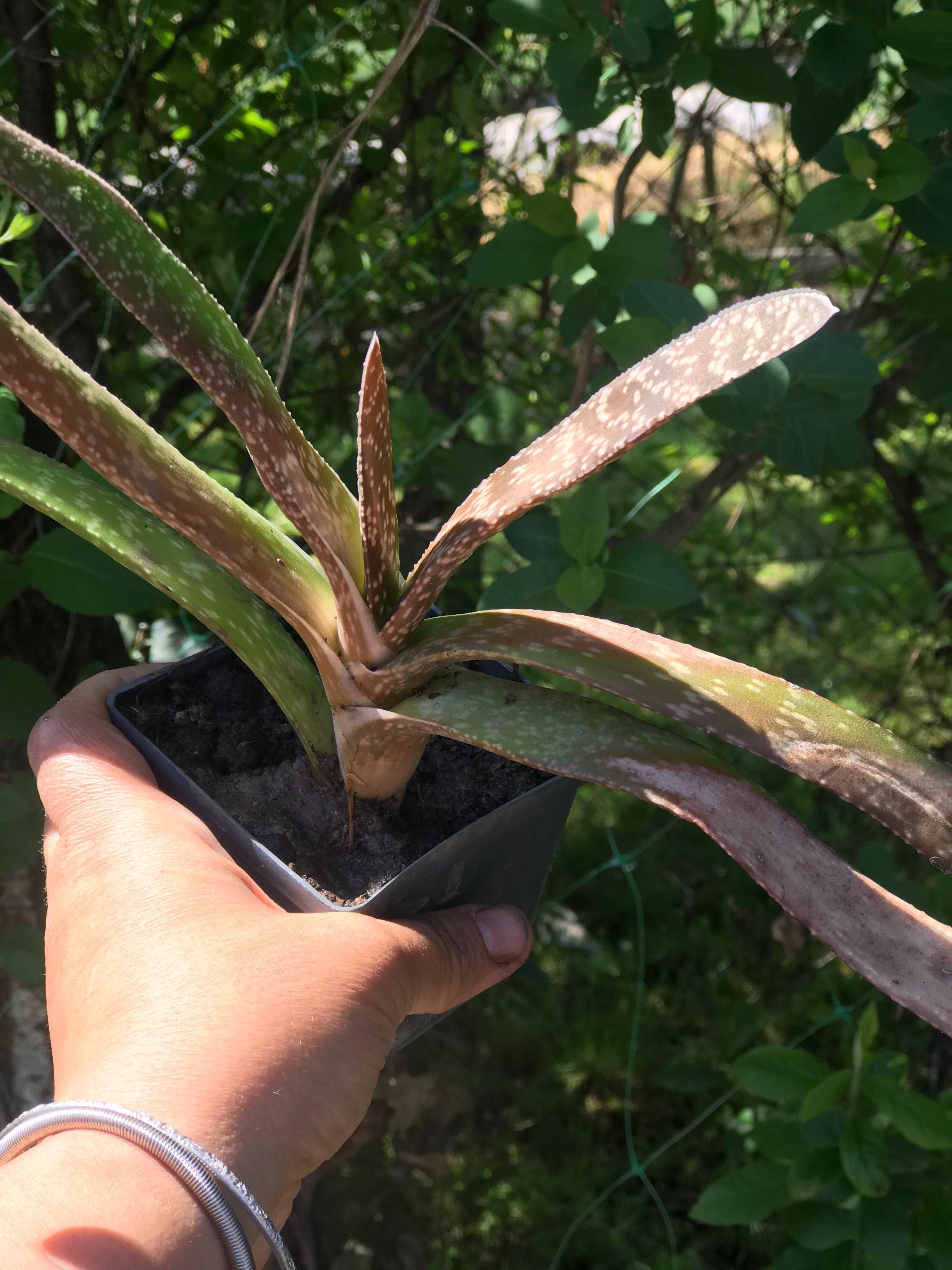 Aloe Variegata Tigrată