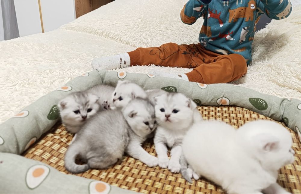 Шотландские шиншиллы