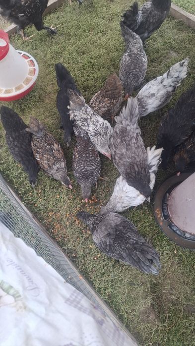 Puicuțe și cocoșei de casă !
