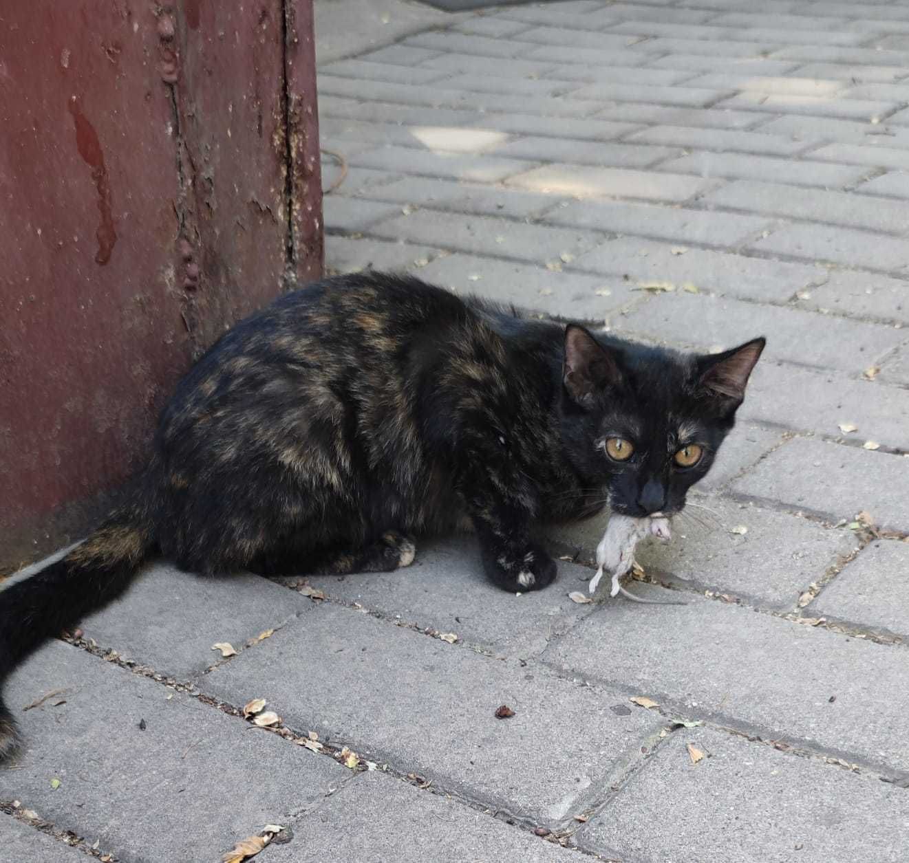 Котята-крысоловы, возраст 4 месяца, в добрые руки