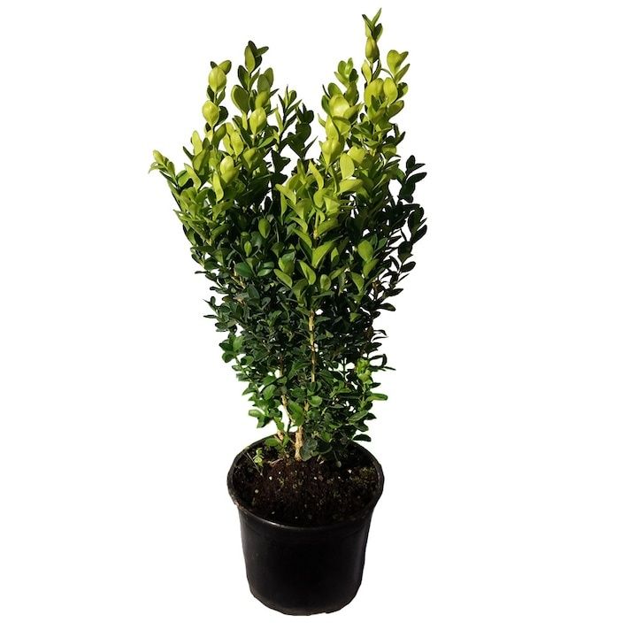 Gard viu buxus sempervirens