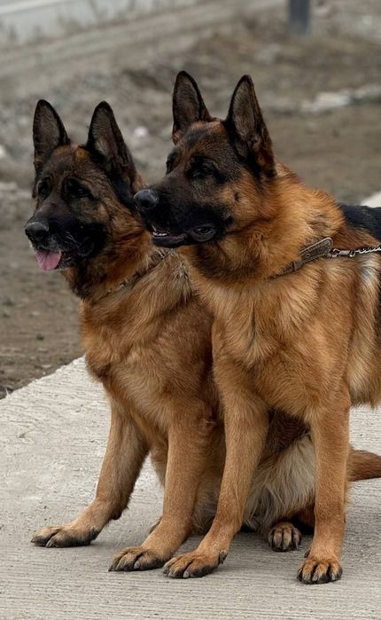 Продаётся чистокровная немецкая овчарка.