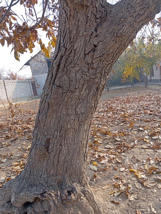 Yogʻoq daraxti  yoshi 40 da butun umri davomida halol xizmat qildi