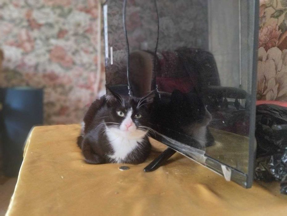 Красивейшая вечно маленькая кошечка в любящую семью, девочка