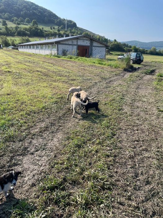 Teren și saivan de vânzare, Mureș – 17,6 ha cu adăpost pentru animal