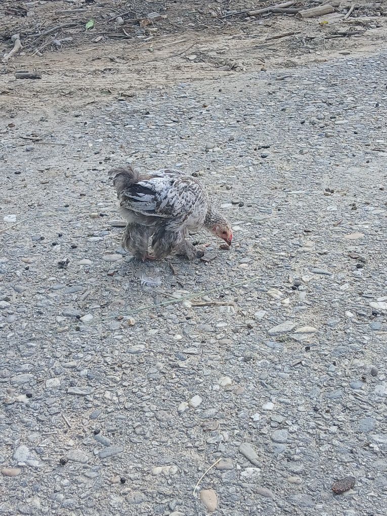 Vând cocoșel de brahma