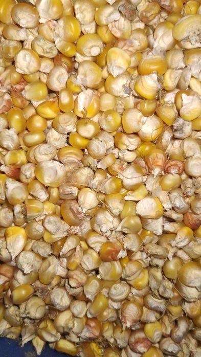 Porumb boabe sămânța