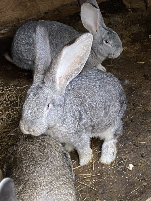 Masculi Urias German