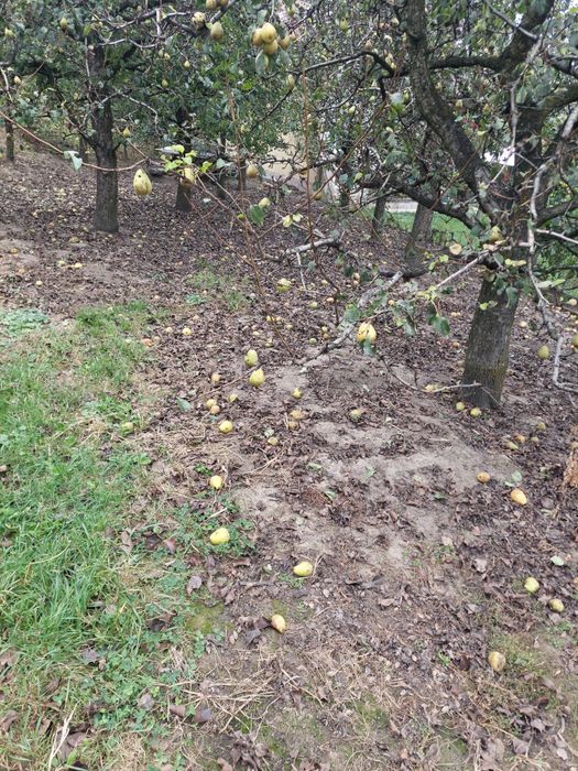 Vand pere pentru tuica