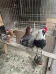 Vand cocos araucana
