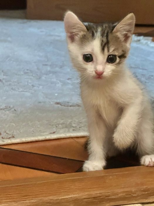 Продаются очаровательные котята