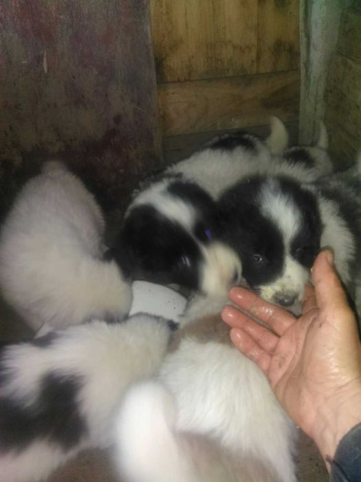 Каракачански кученца