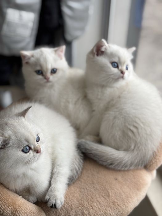 Късокосместа британка BRY