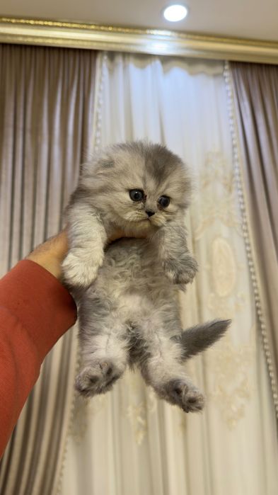 серебристий хейланд фолд